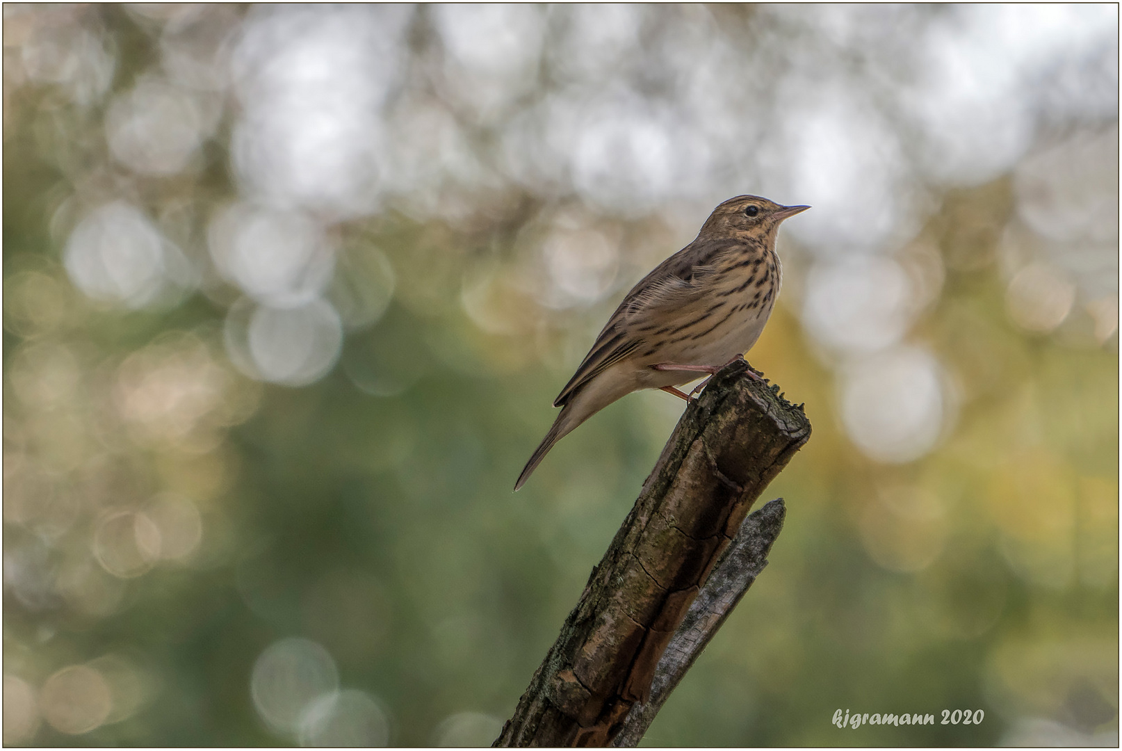 wiesenpieper (anthus pratensis) ....