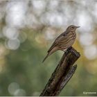 wiesenpieper (anthus pratensis) ....