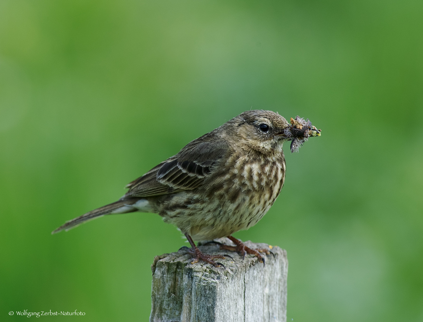 - WIESENPIEPER -  ( Anthus pratensis )