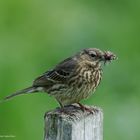 - WIESENPIEPER -  ( Anthus pratensis )