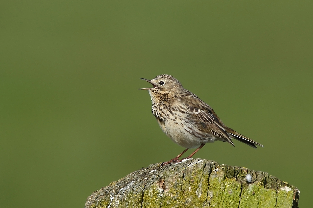 Wiesenpieper (Anthus pratensis) 