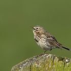 Wiesenpieper (Anthus pratensis) 