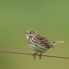 WIESENPIEPER (Anthus pratensis)