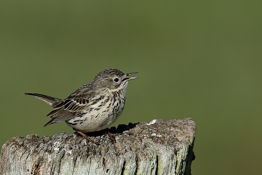 Wiesenpieper (Anthus pratensis) 