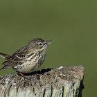 Wiesenpieper (Anthus pratensis) 