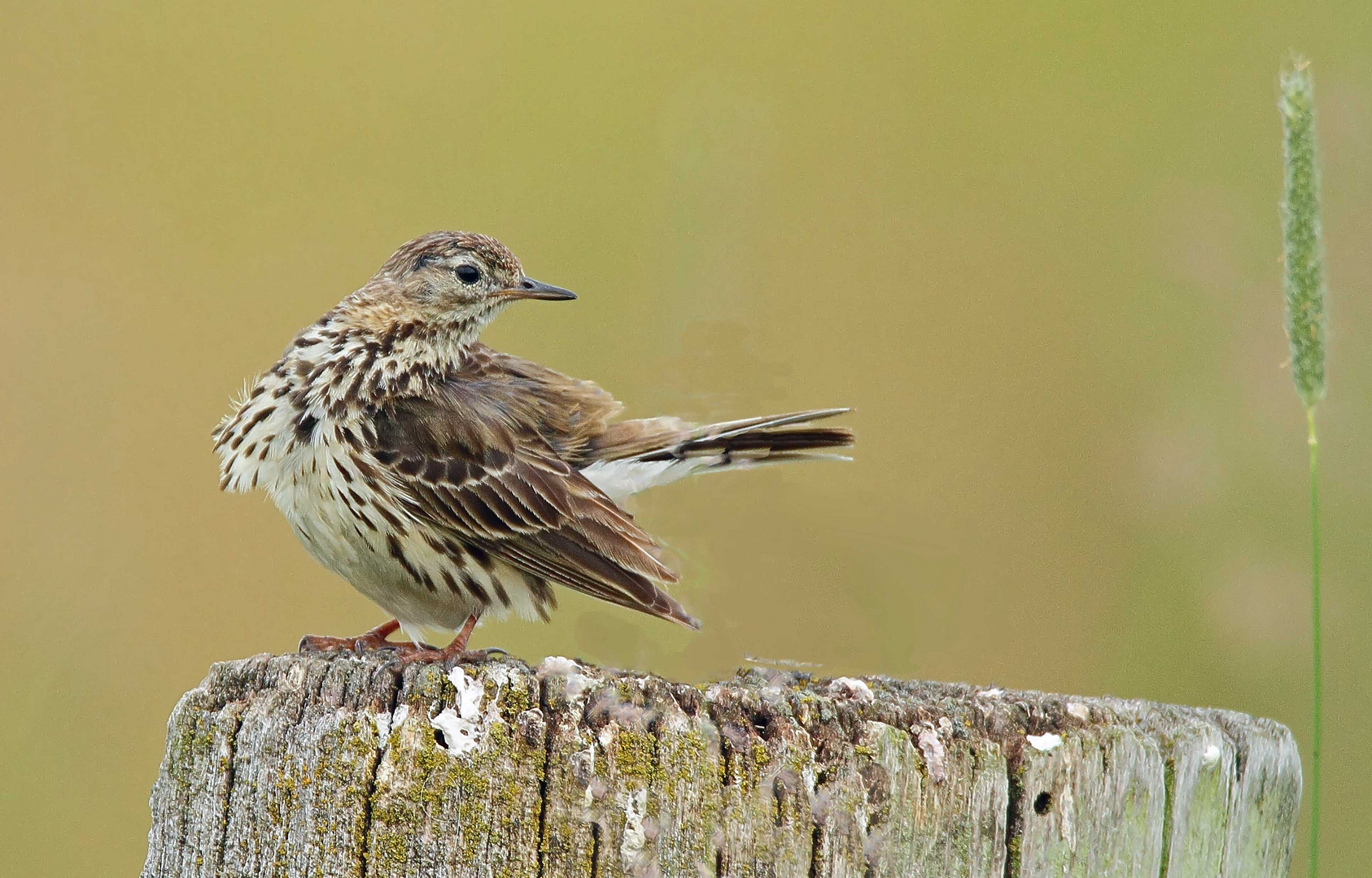 Wiesenpieper (Anthus pratensis)