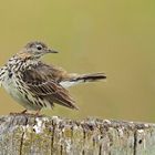 Wiesenpieper (Anthus pratensis)