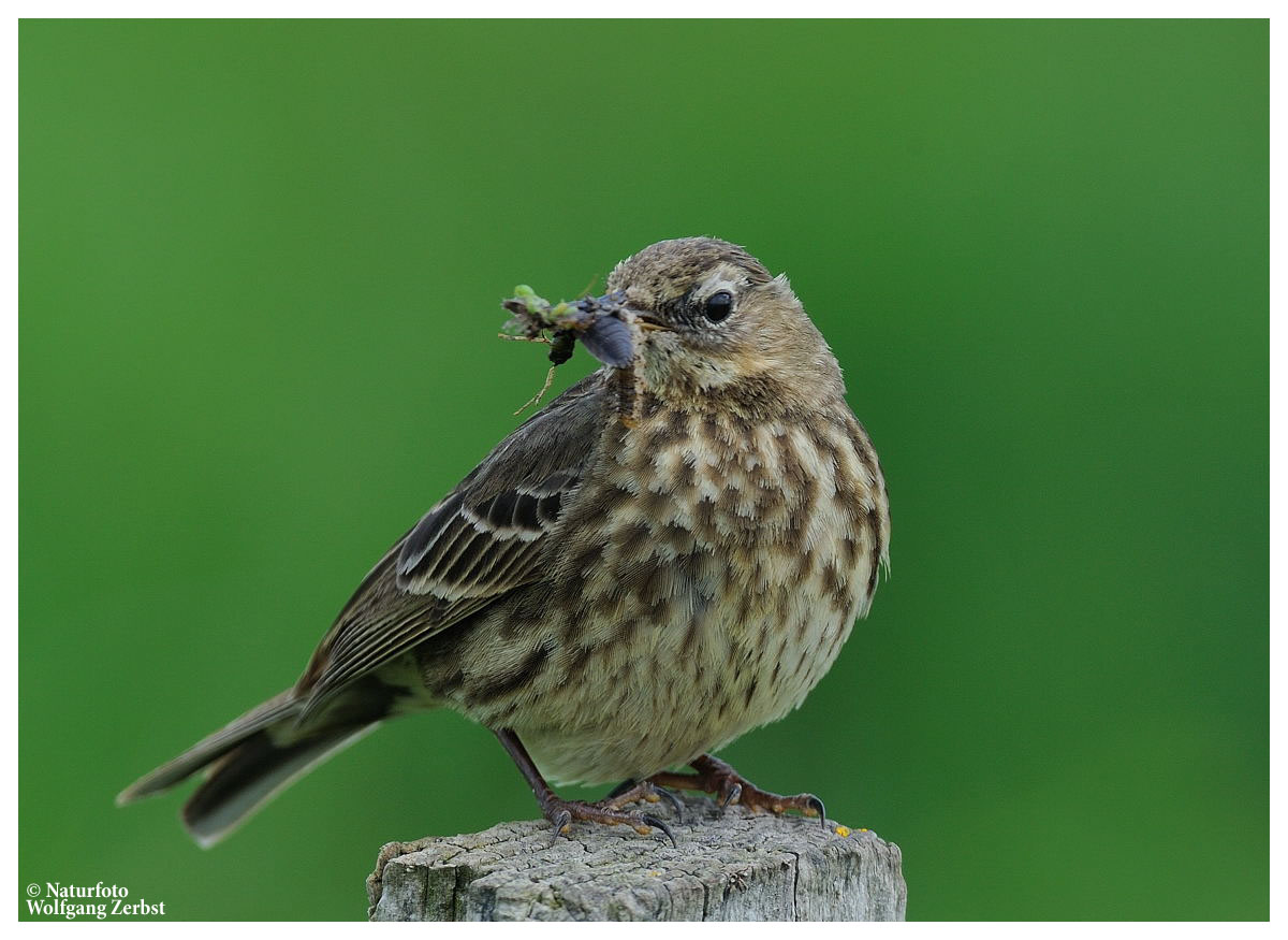 ---- Wiesenpieper ---- ( Anthus pratensis )