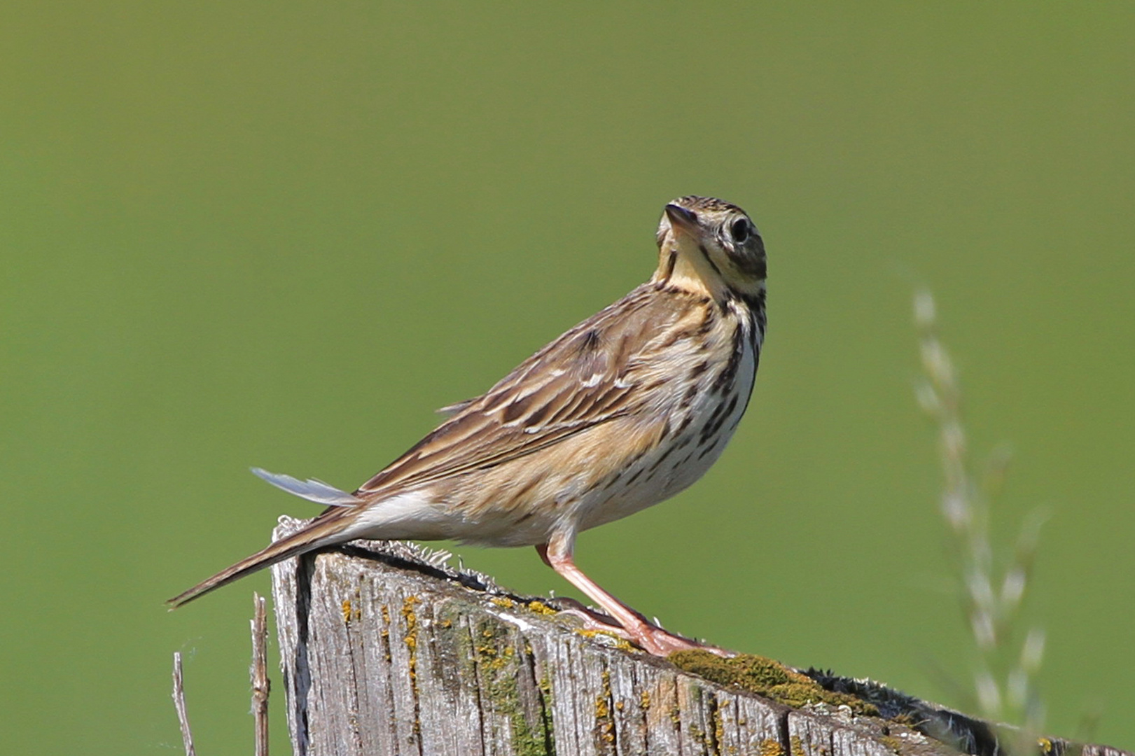 Wiesenpieper (Anthus pratensis)