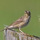 Wiesenpieper (Anthus pratensis)