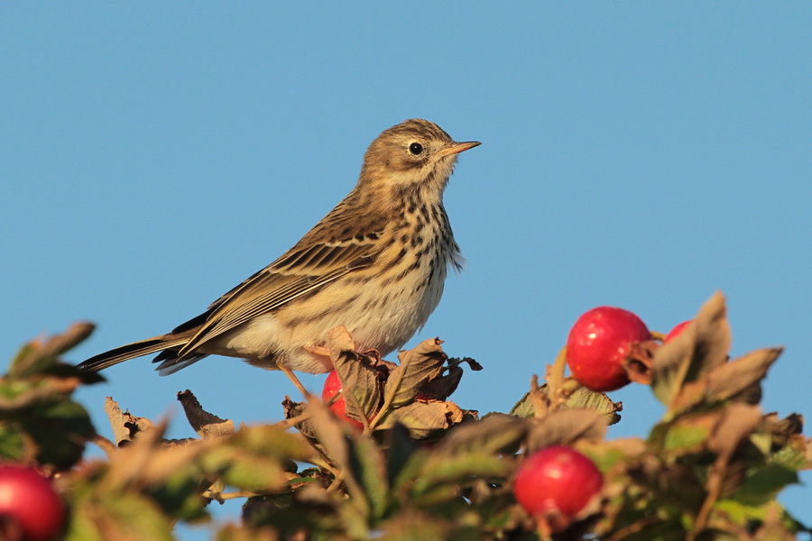 Wiesenpieper ( Anthus pratensis )