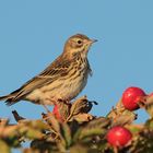 Wiesenpieper ( Anthus pratensis )