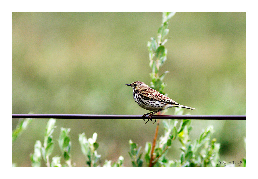 Wiesenpieper (Anthus pratensis)