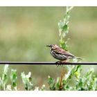 Wiesenpieper (Anthus pratensis)