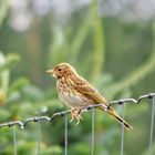 Wiesenpieper (Anthus pratensis)