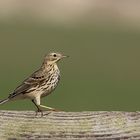 Wiesenpieper (Anthus pratensis)