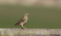 Wiesenpieper (Anthus pratensis)