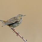  Wiesenpieper (Anthus pratensis) - Ganz in braun