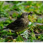 -- Wiesenpieper - ( Antthus pratensis )