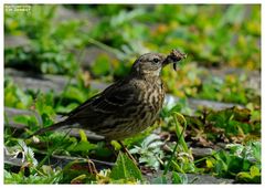 -- Wiesenpieper - ( Antthus pratensis )