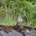 Wiesenpieper aus den Highlands