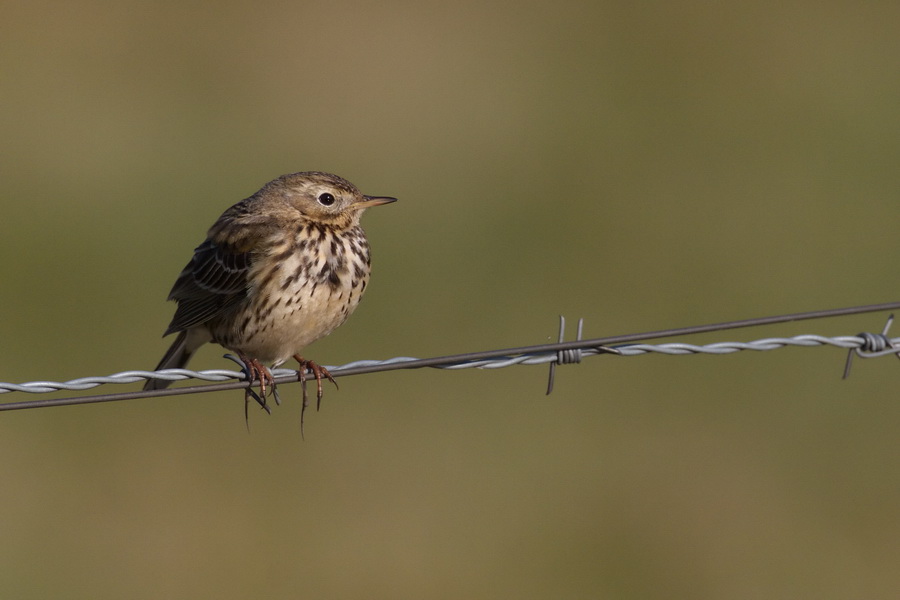 Wiesenpieper ( Authus pratensis )