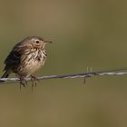 Wiesenpieper ( Authus pratensis )