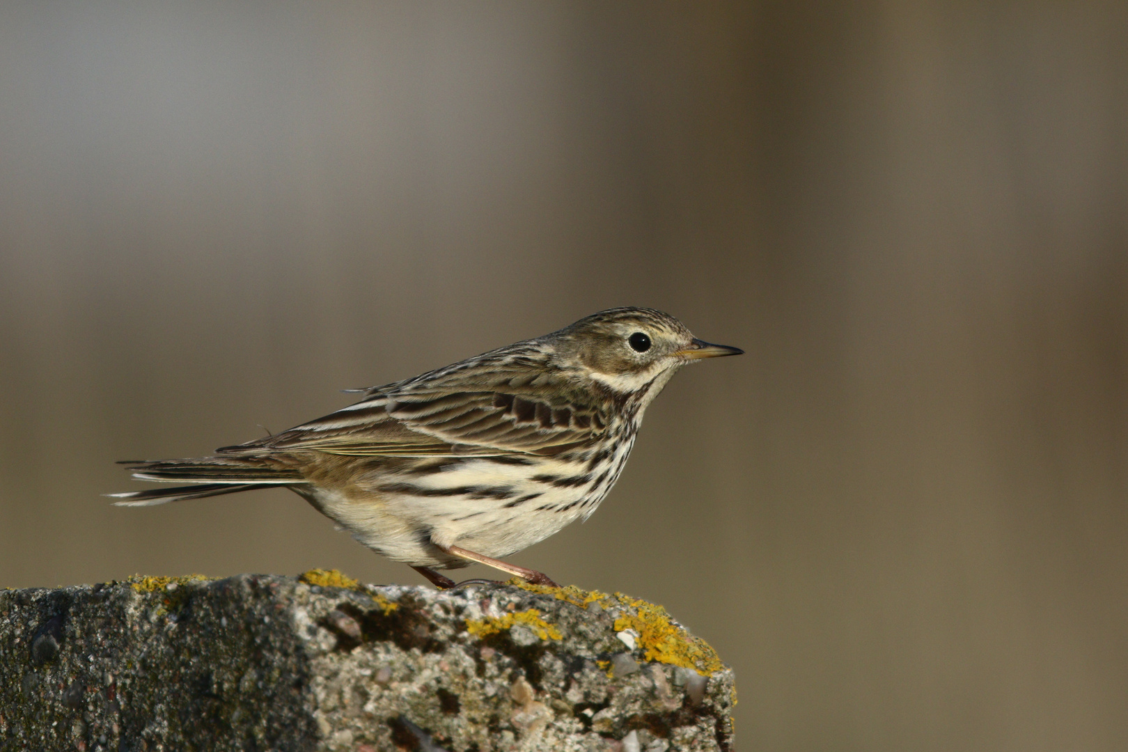 Wiesenpieper