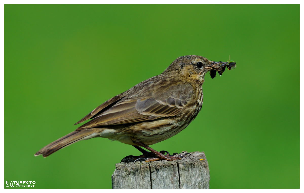 - Wiesenpieper bei der Fütterung - ( Anthus pratensis )