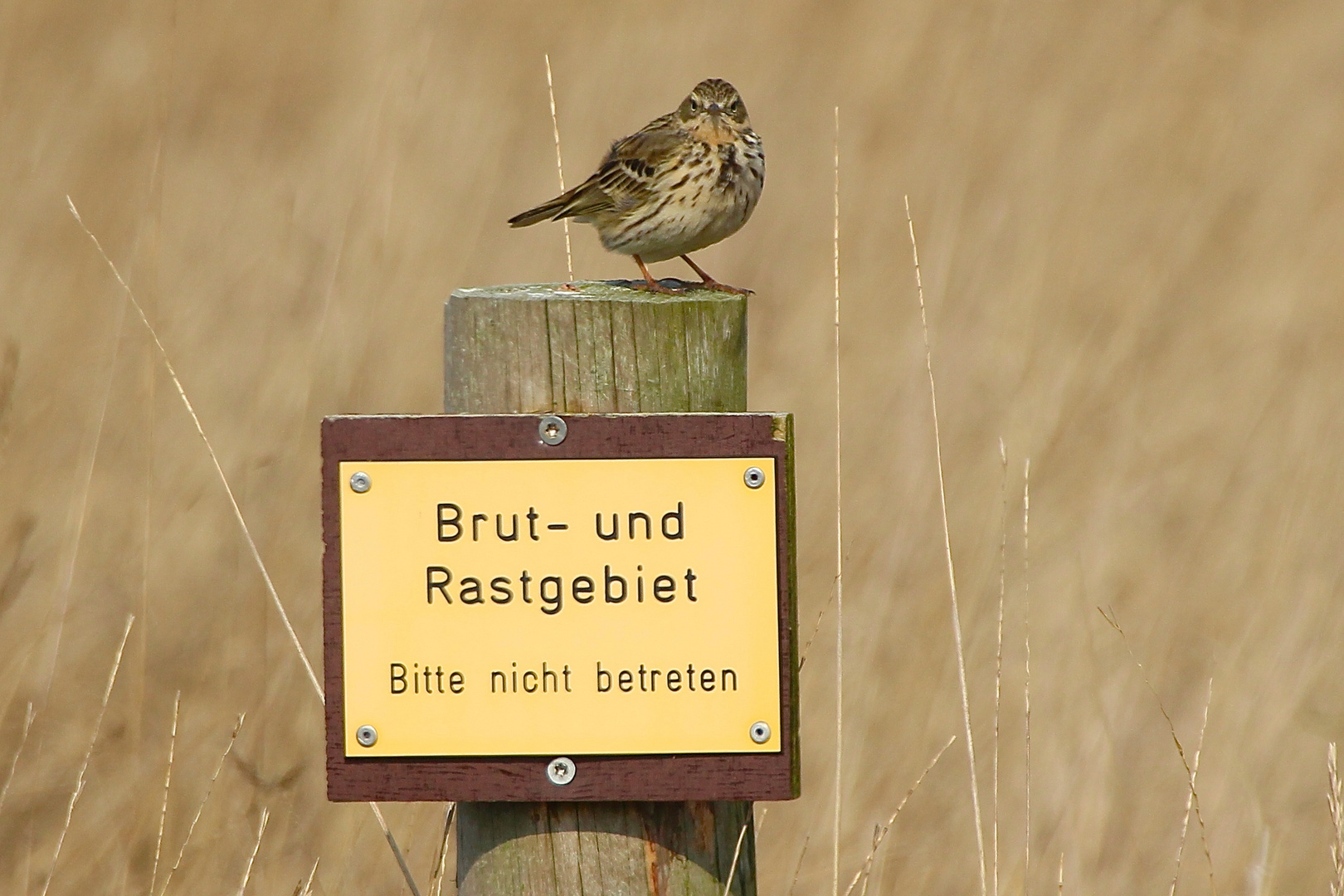 Wiesenpieper