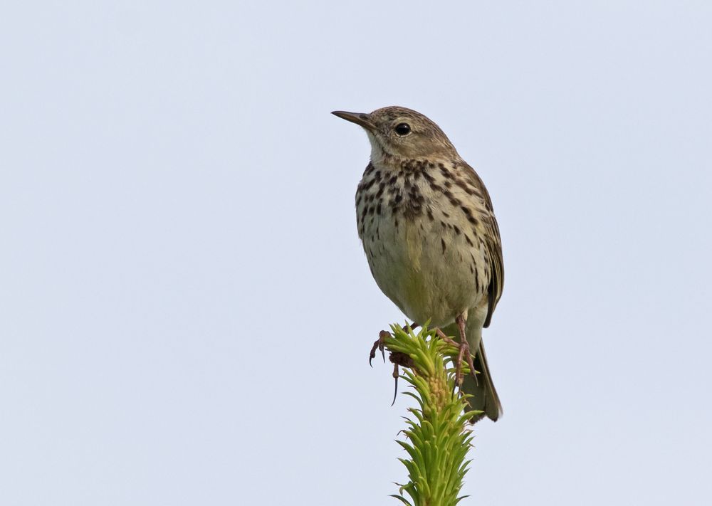 Wiesenpieper