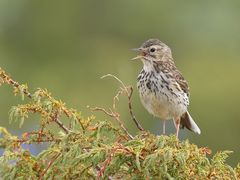 Wiesenpieper