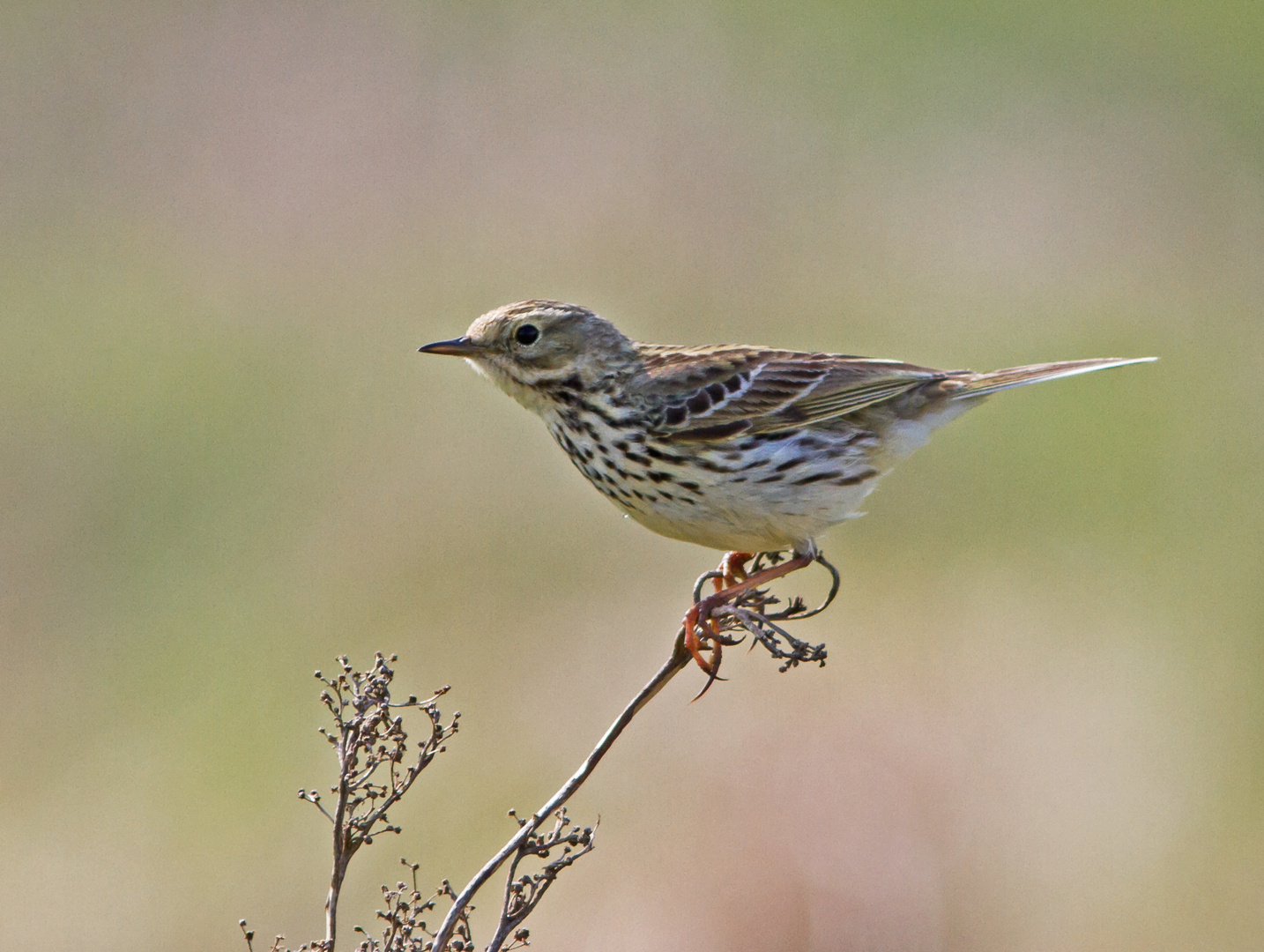 Wiesenpieper