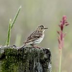 Wiesenpieper