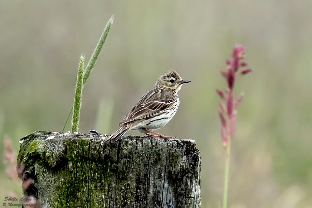 Wiesenpieper