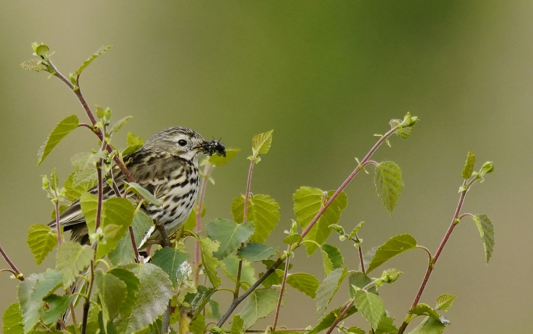 Wiesenpieper.