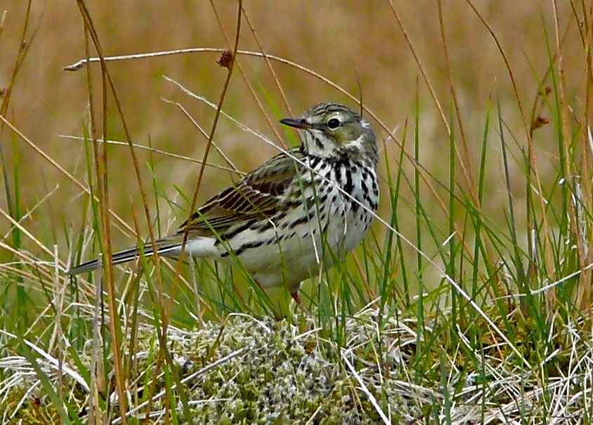 Wiesenpieper II