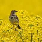 Wiesenpieper im Raps