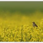 Wiesenpieper im Raps