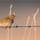 Wiesenpieper im schönsten Morgenlicht