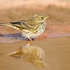 Wiesenpieper im Wasser