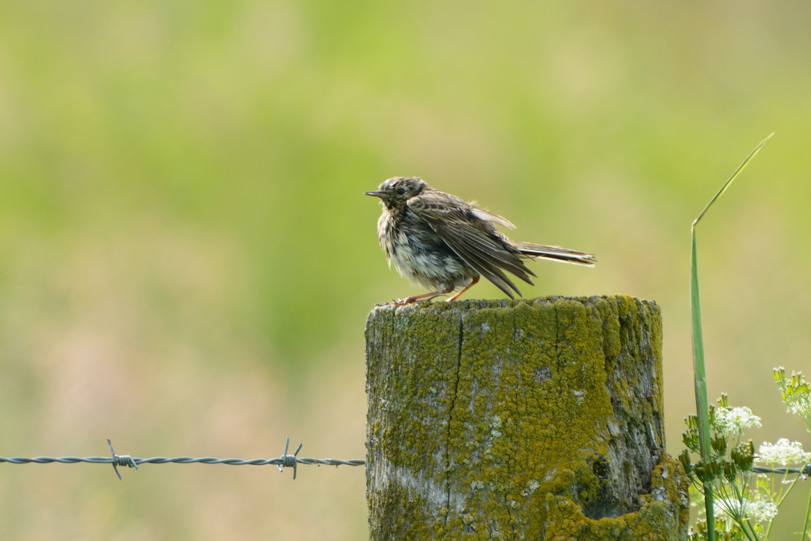 Wiesenpieper ( Jungvogel )