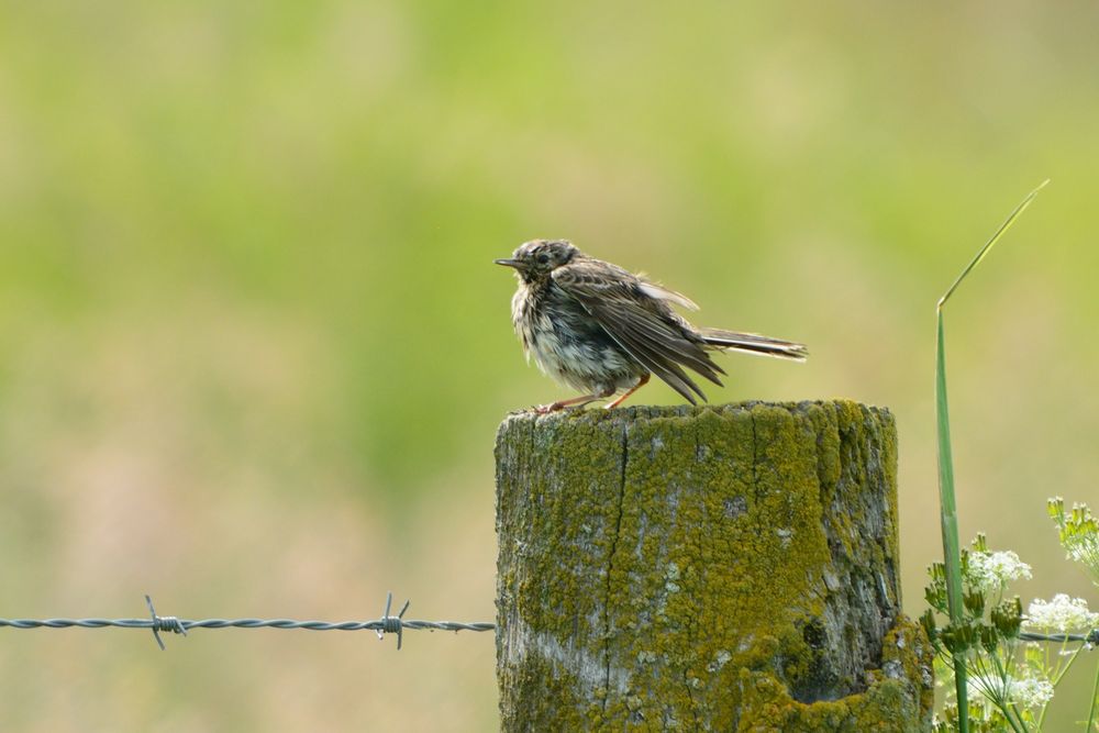 Wiesenpieper ( Jungvogel )