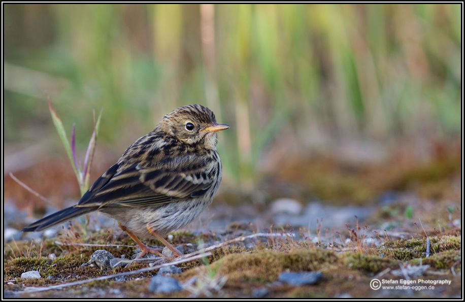 Wiesenpieper (Meadow Pipit)