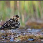 Wiesenpieper (Meadow Pipit)