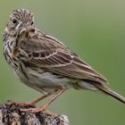 Wiesenpieper mit Beute 006 