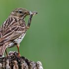 Wiesenpieper mit Beute 012 