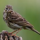 Wiesenpieper mit Beute 