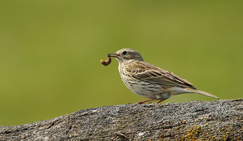 Wiesenpieper mit Beute