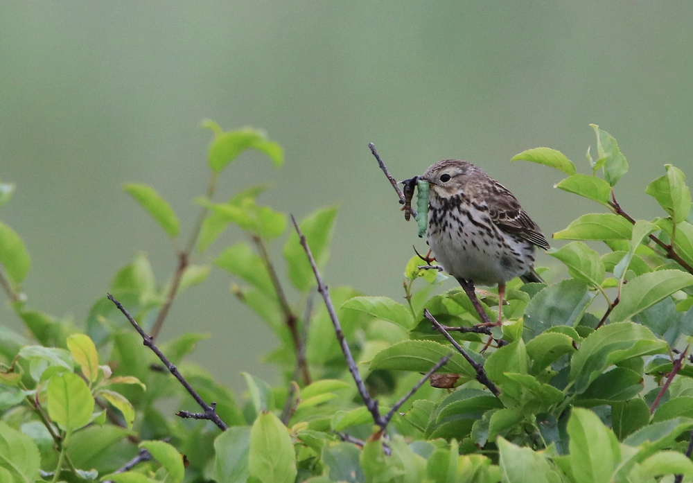 Wiesenpieper mit fetter Beute